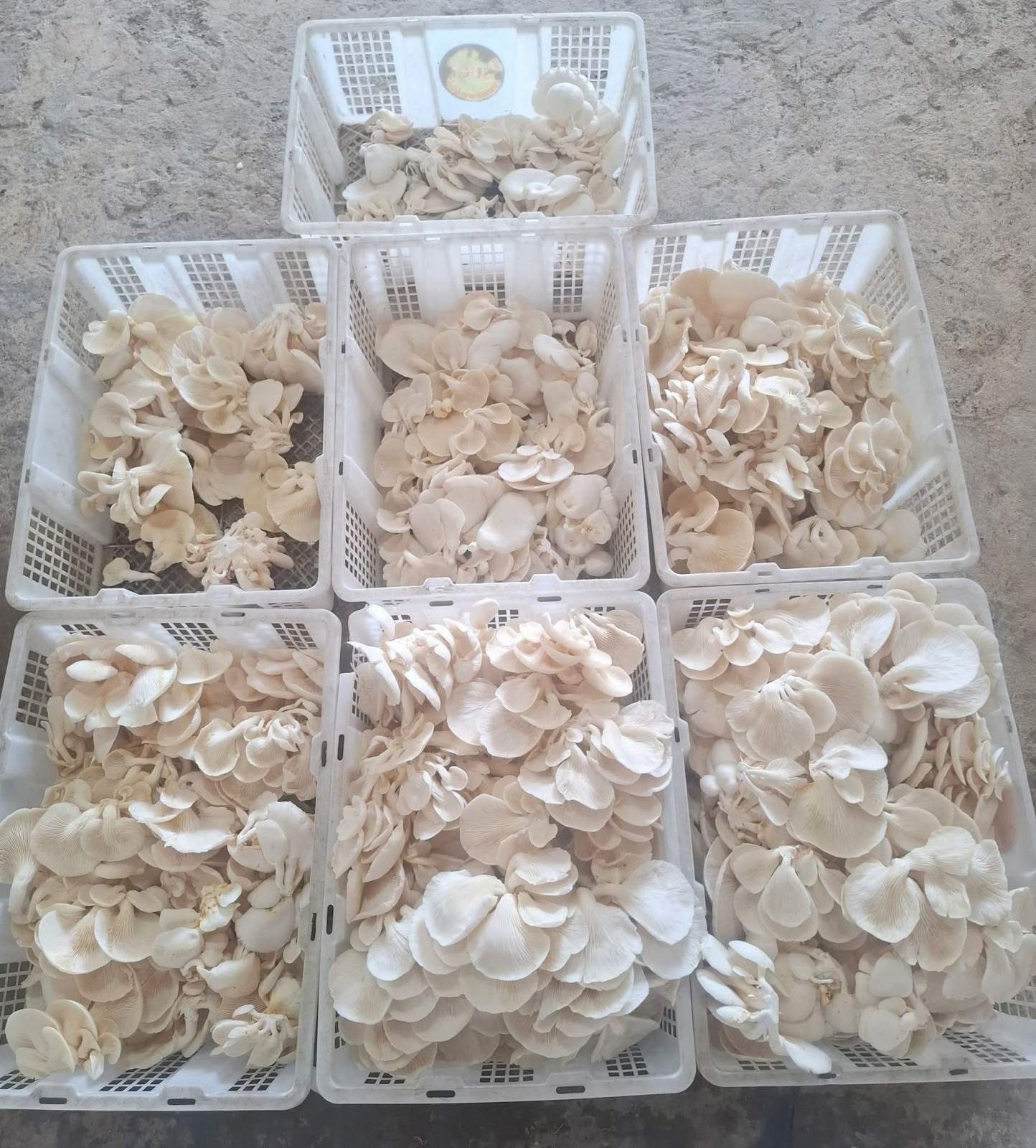 Fresh White Oyster Mushroom image 3
