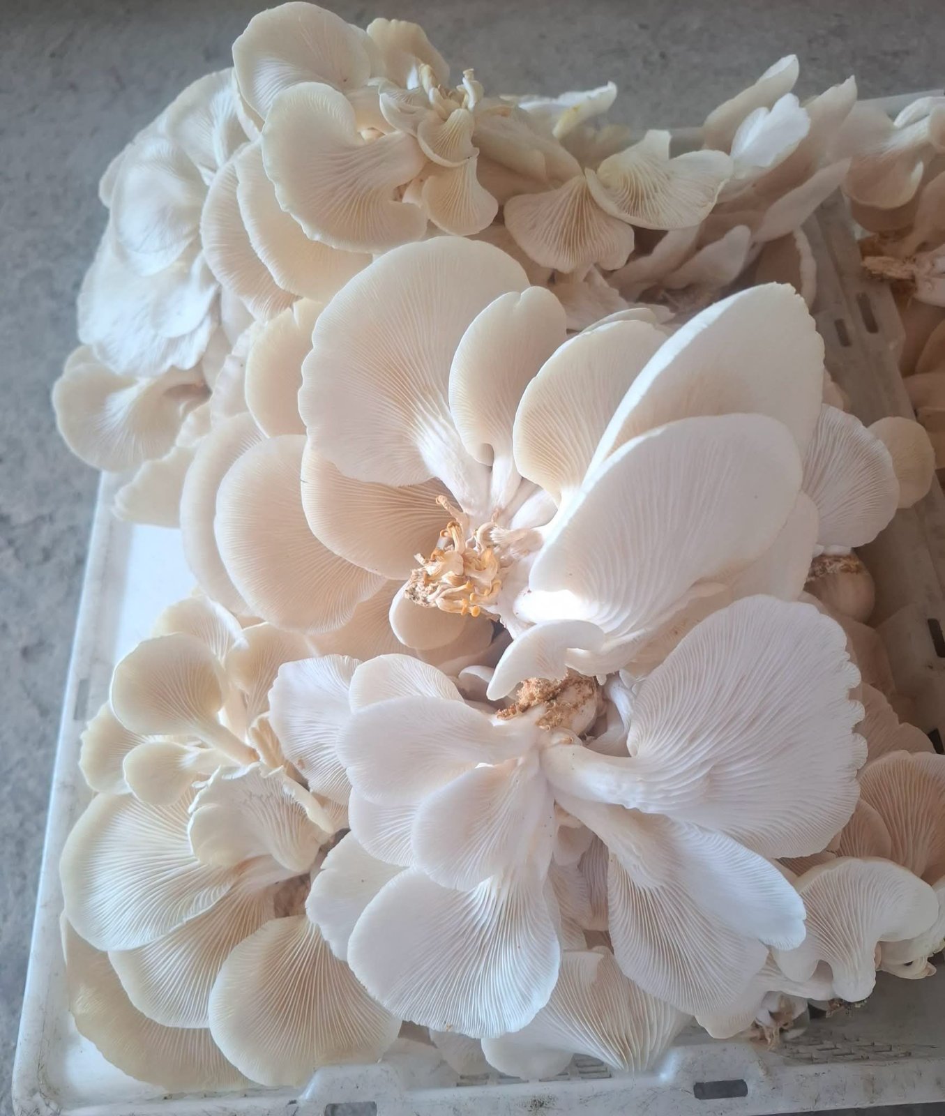 Fresh White Oyster Mushroom image 2